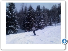 but the trees look pretty