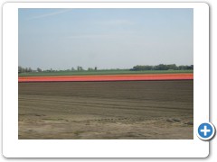 more tulip fields