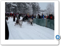 Reindeer racing