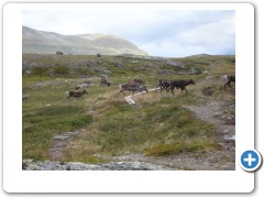 Day 5 Reindeer in our way