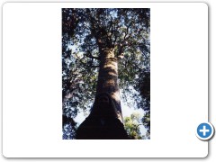 Kauri Tree