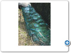 Peacock at Warwick Castle
