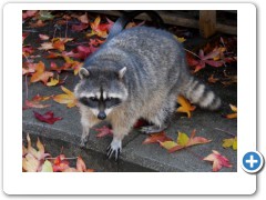 outside Vancouver Aquarium