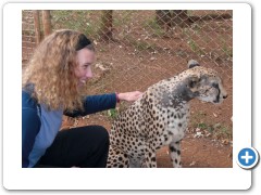 meeting an old leopard