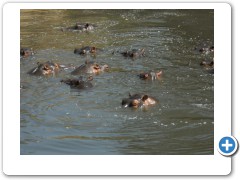 Hippos there one minute