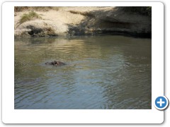 Hippos gone the next