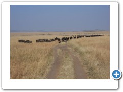migration of wildebeest