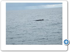 mink whale