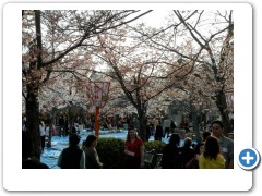 Party on everyone its Cherry blossom time!