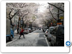 Cherry blossoms in downtown Tokyo