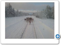Reindeer on the track