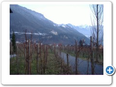 Liechenstein Vinyard
