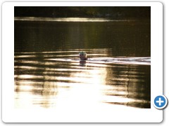 thoroughly enjoying the swim