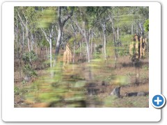 Termite mounds