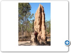 One huge termite mound