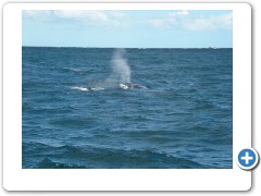 whale watching in WA