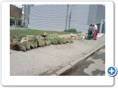 Russia Novosibirsk Sauna birch leaves